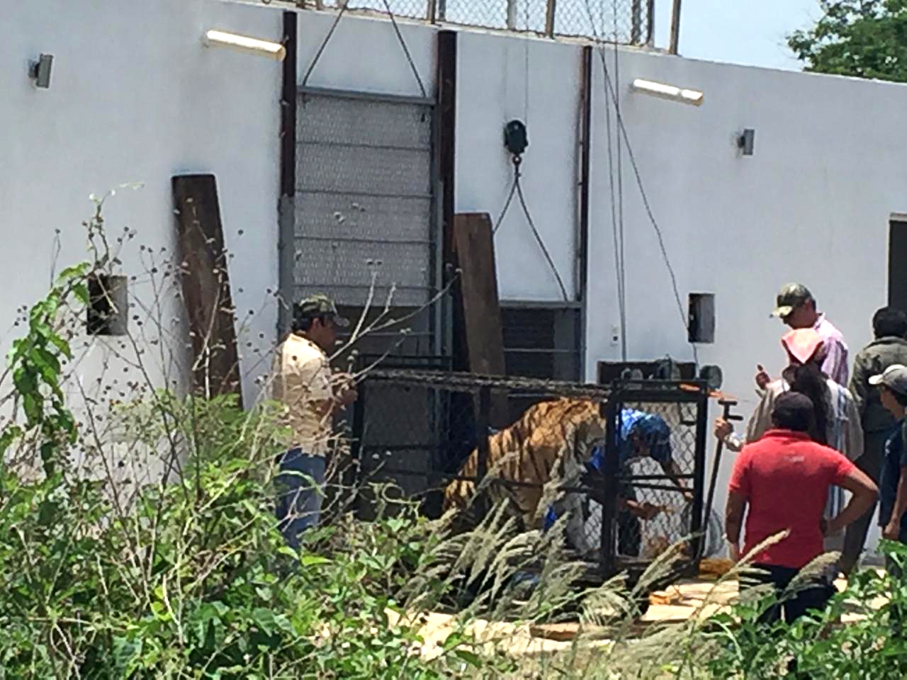 Pareja de tigres asegurados en Baca son trasladados al Centenario